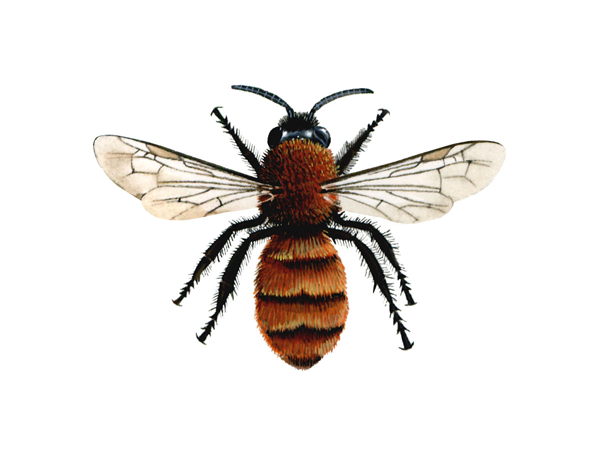 Tawny Mining Bee