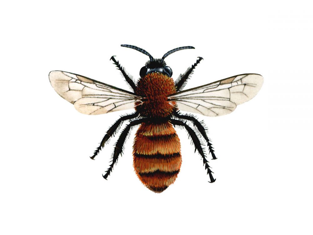 Tawny Mining Bee