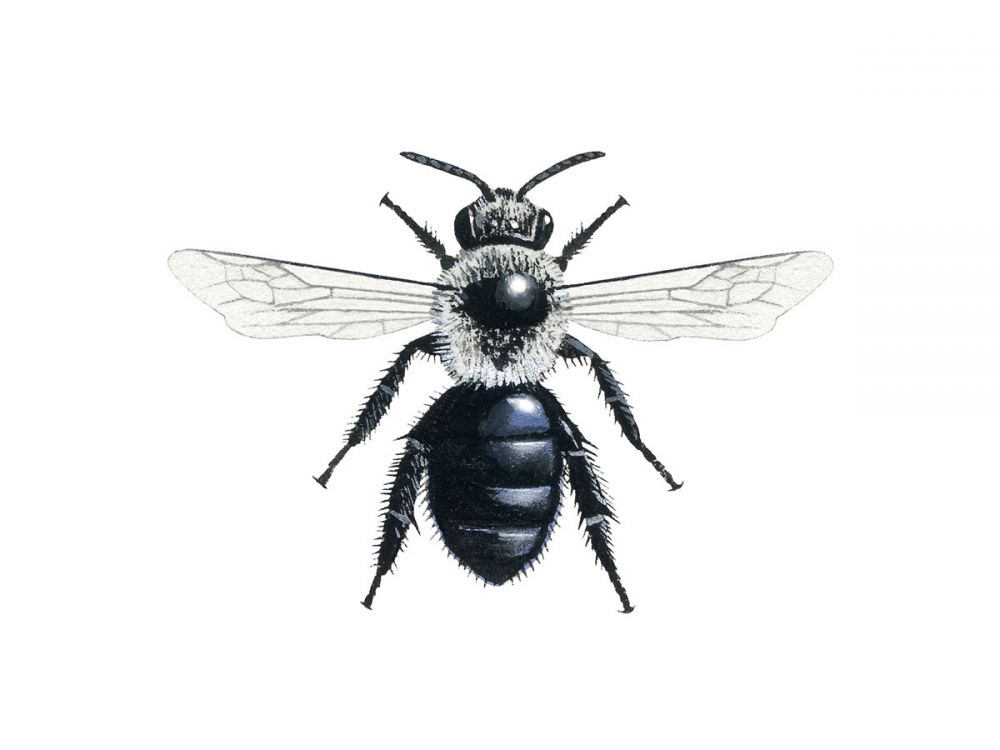 Ashy mining bee