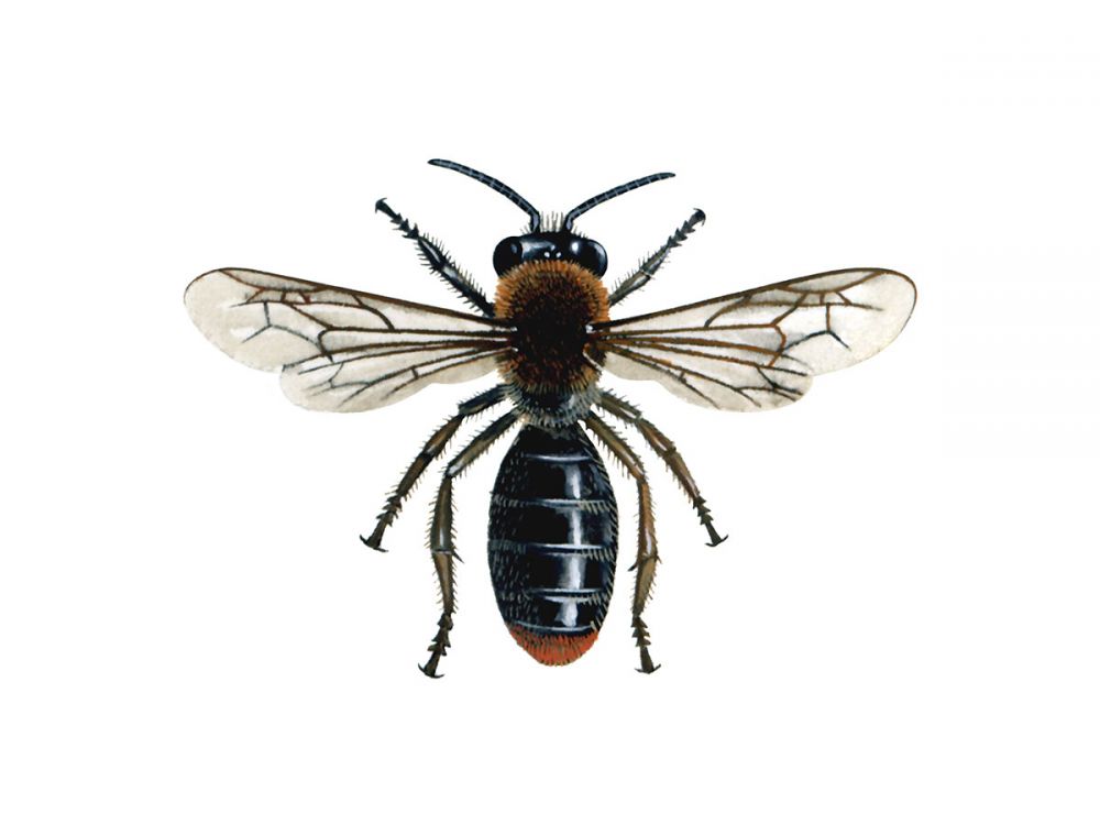 Orange-Tailed Mining Bee