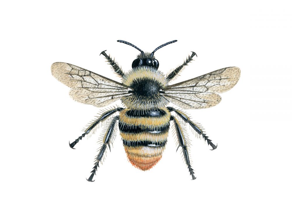 Shrill Carder Bee