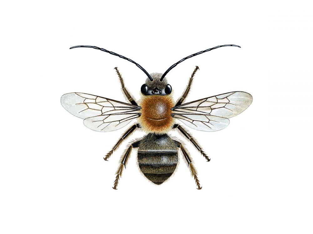 Long-Horned Bee