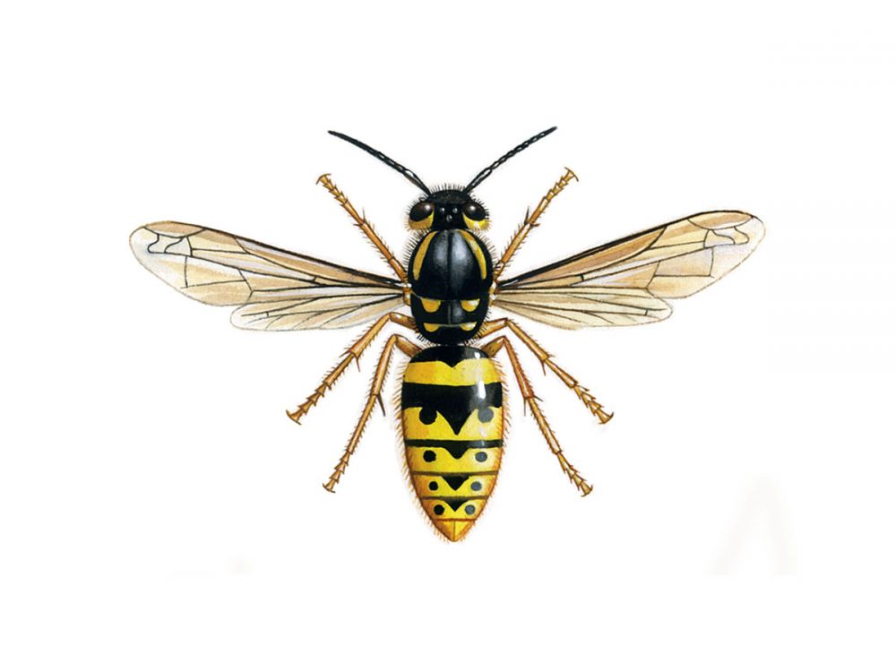Social Wasps