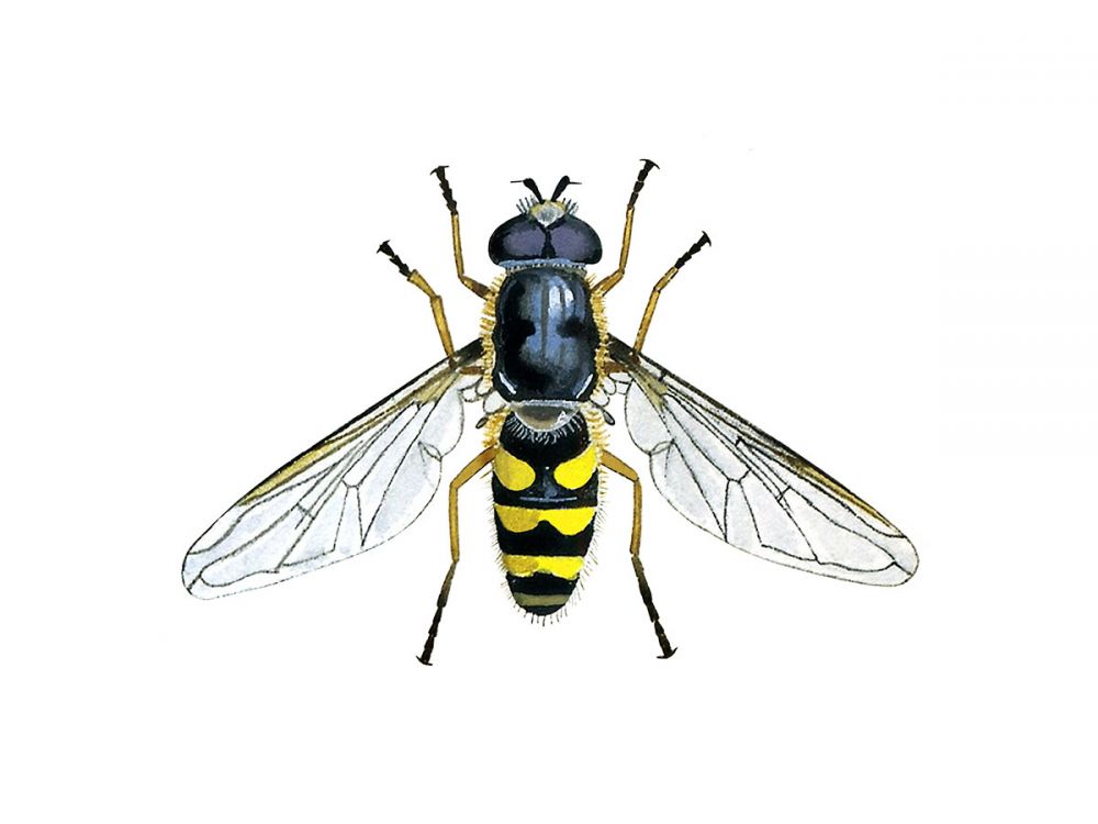 Hoverflies
