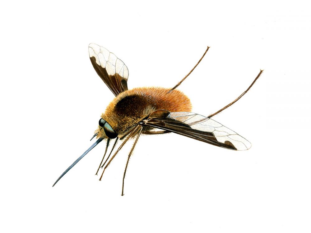 Bee-flies