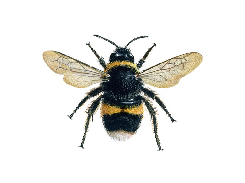 Banded white-tailed bumblebees