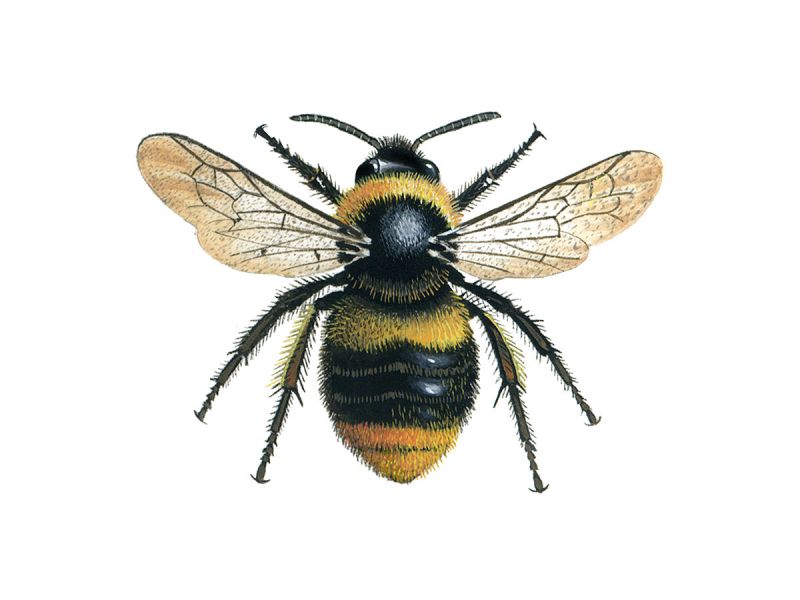 Early bumblebee
