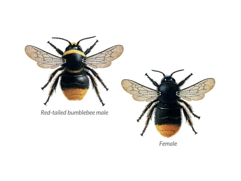 Red-tailed black bumblebees