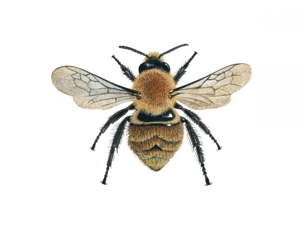 Brown Carder Bees