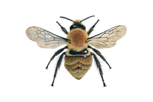 Brown Carder Bees