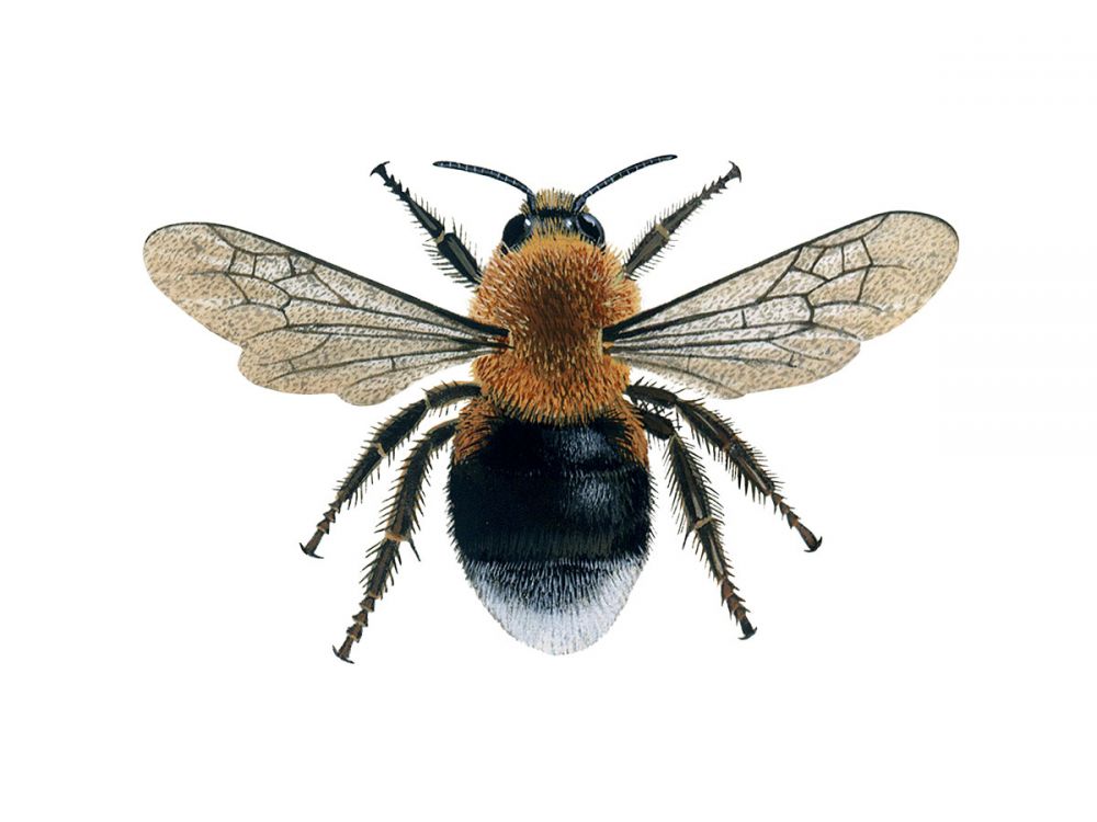 Tree Bumblebee