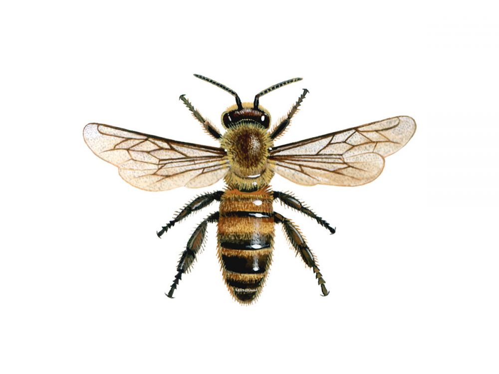 Honeybee
