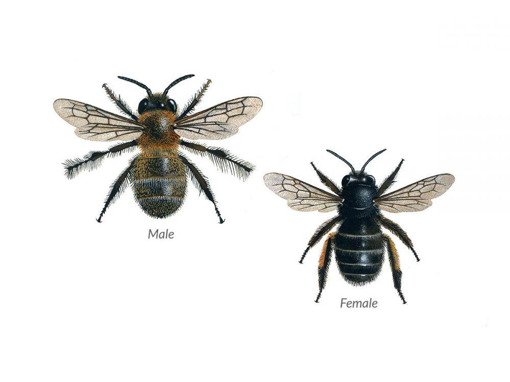 Hairy-Footed Flower Bee