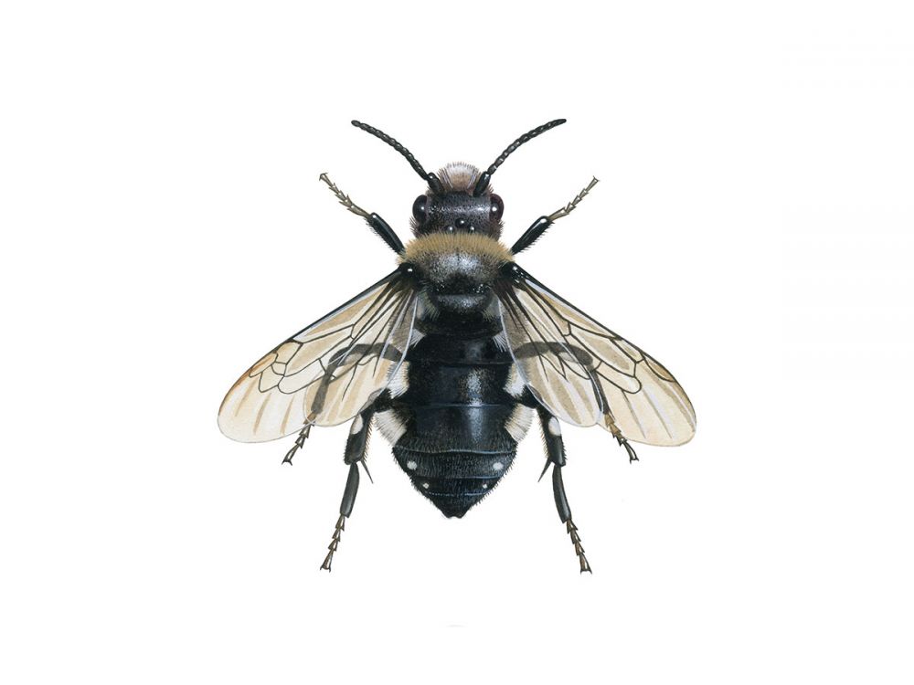 Common Mourning Bee