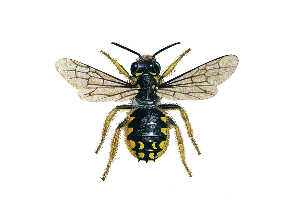 Wool Carder Bee