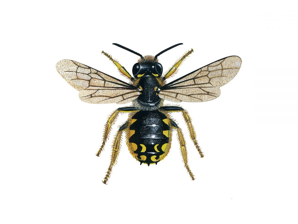 Wool Carder Bee