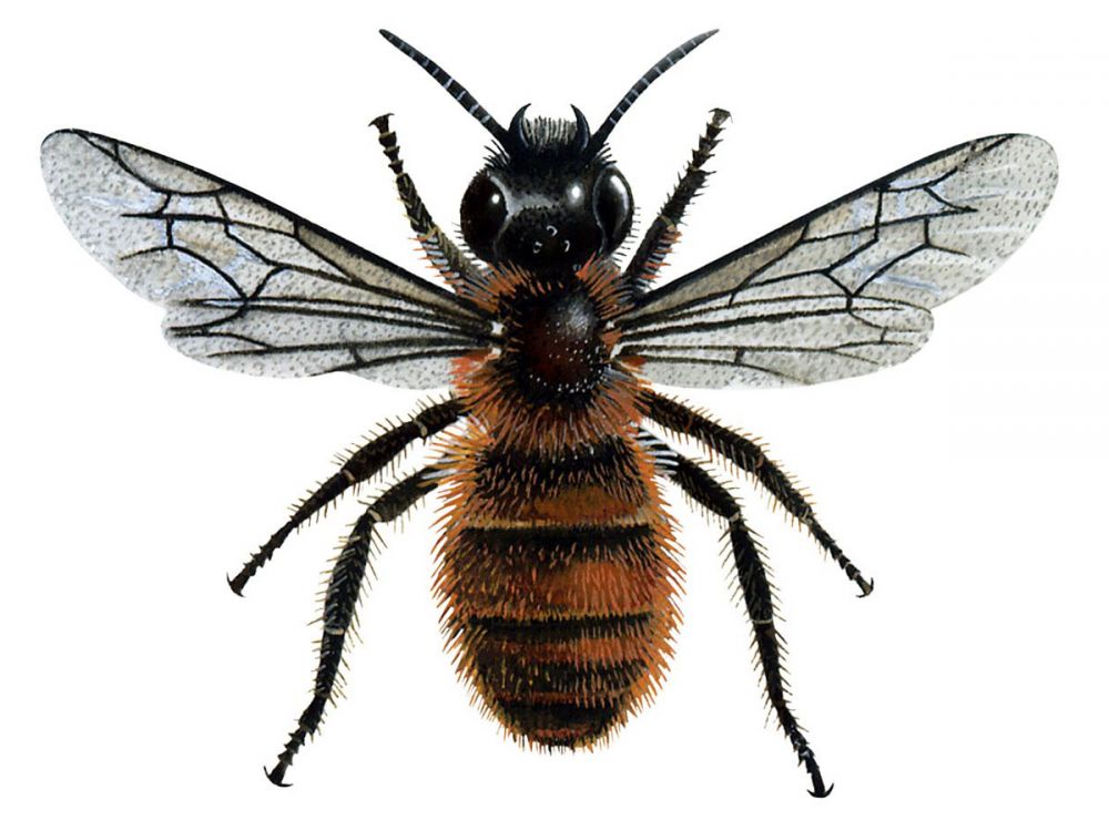 Red mason bee