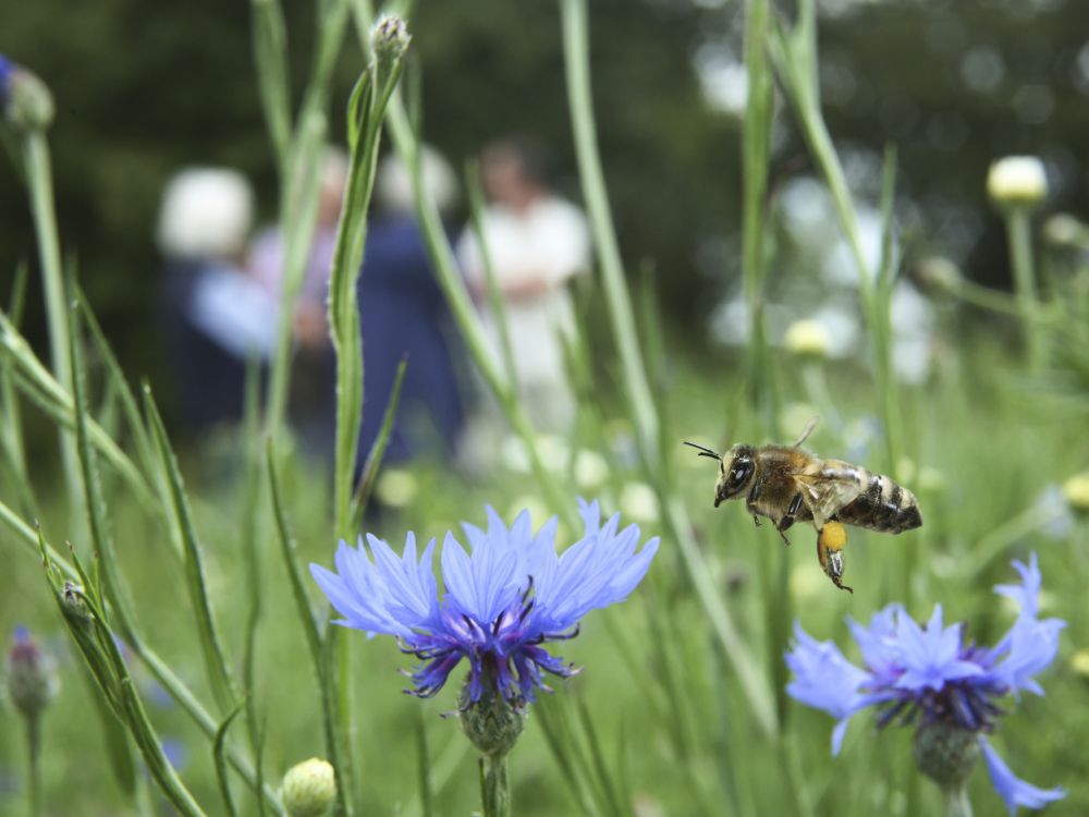 Bee on blue flower close up and group of people in the background