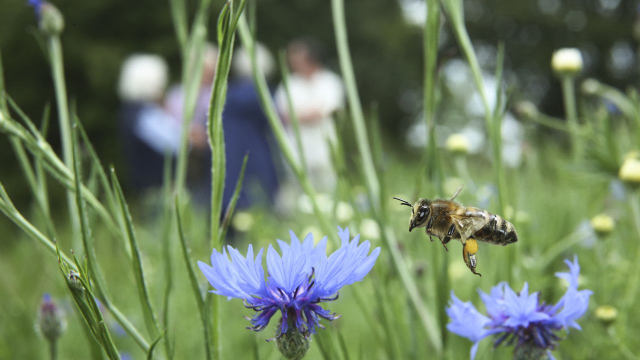 Bee on blue flower close up and group of people in the background