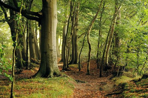 photo of beech and other trees in autumn