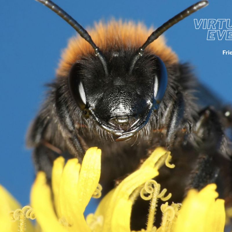 Zoom background - Bee