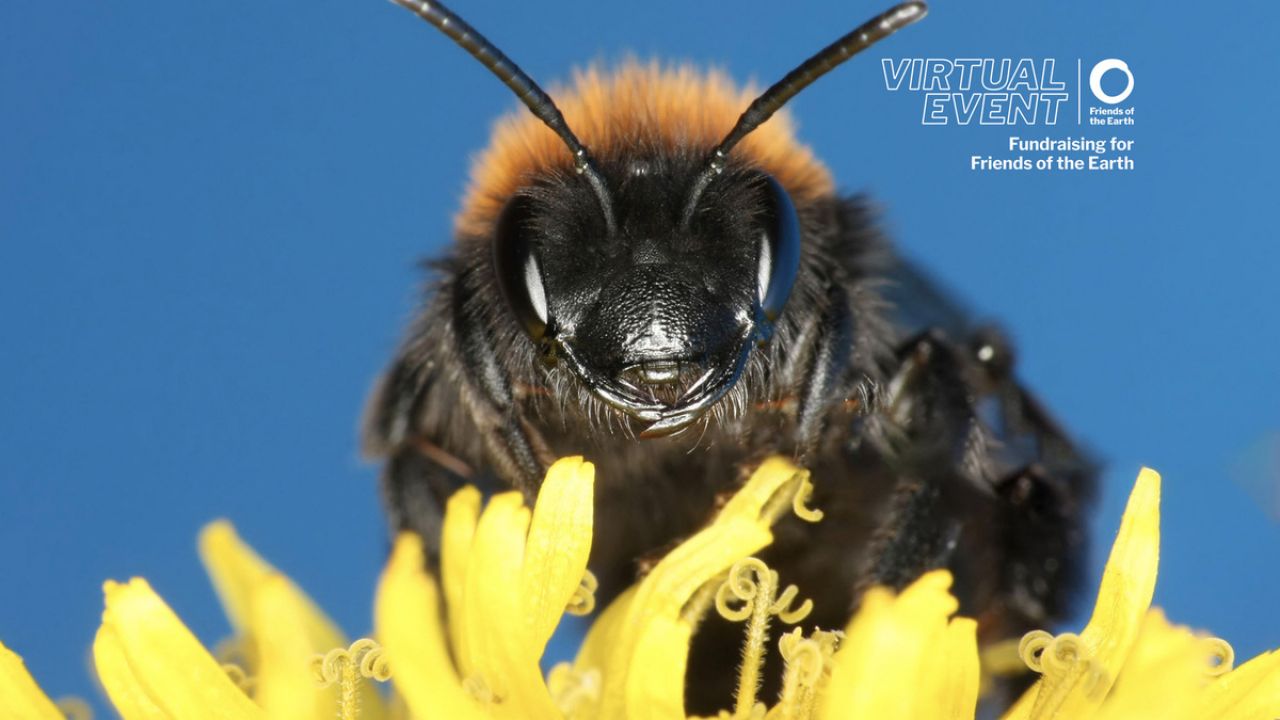 Zoom background - Bee