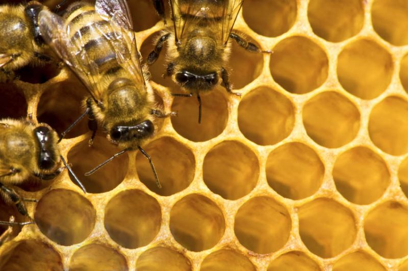Bees on honey cells