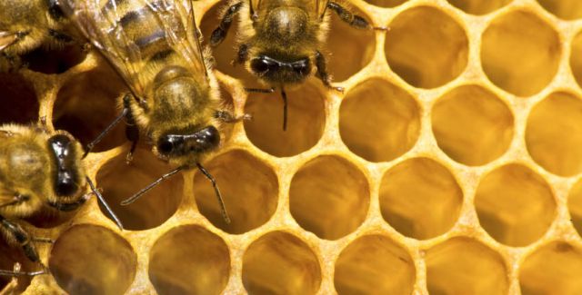 Bees on honey cells