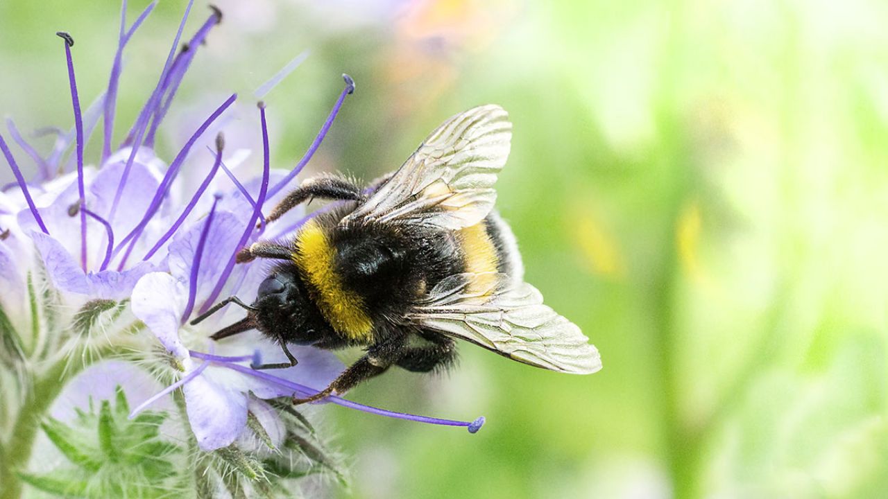 A bumblebee on a Phacelia flower