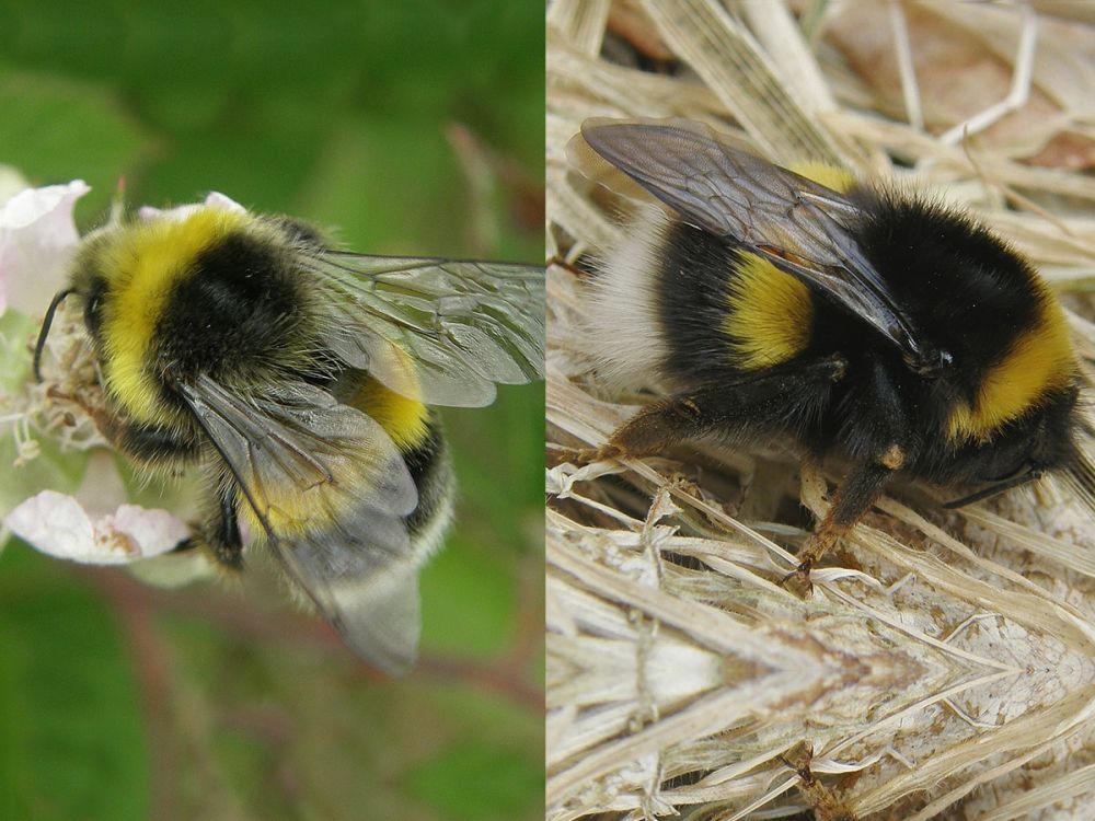 photo of male and female bombus lucorum