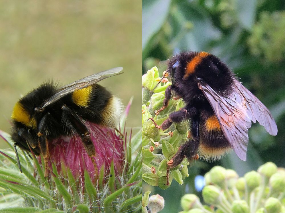 photo of male and female bombus terrestris