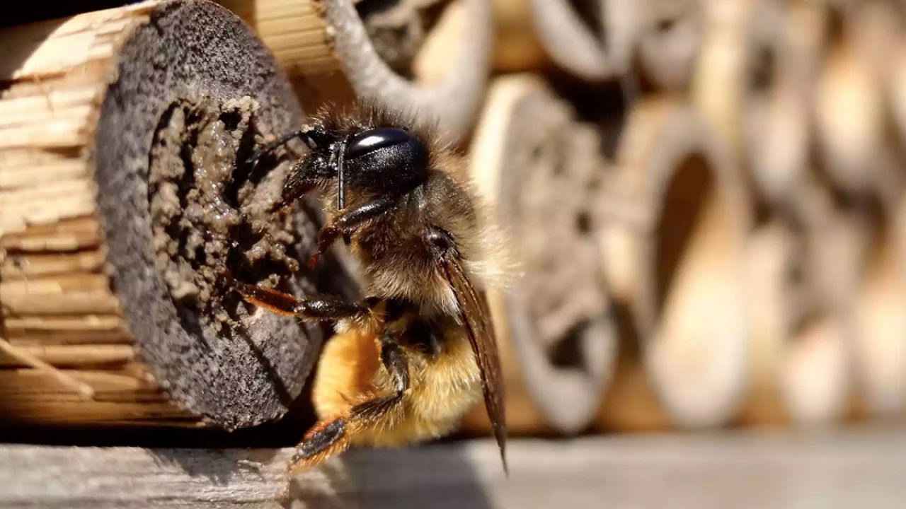 Bee on bee hotel