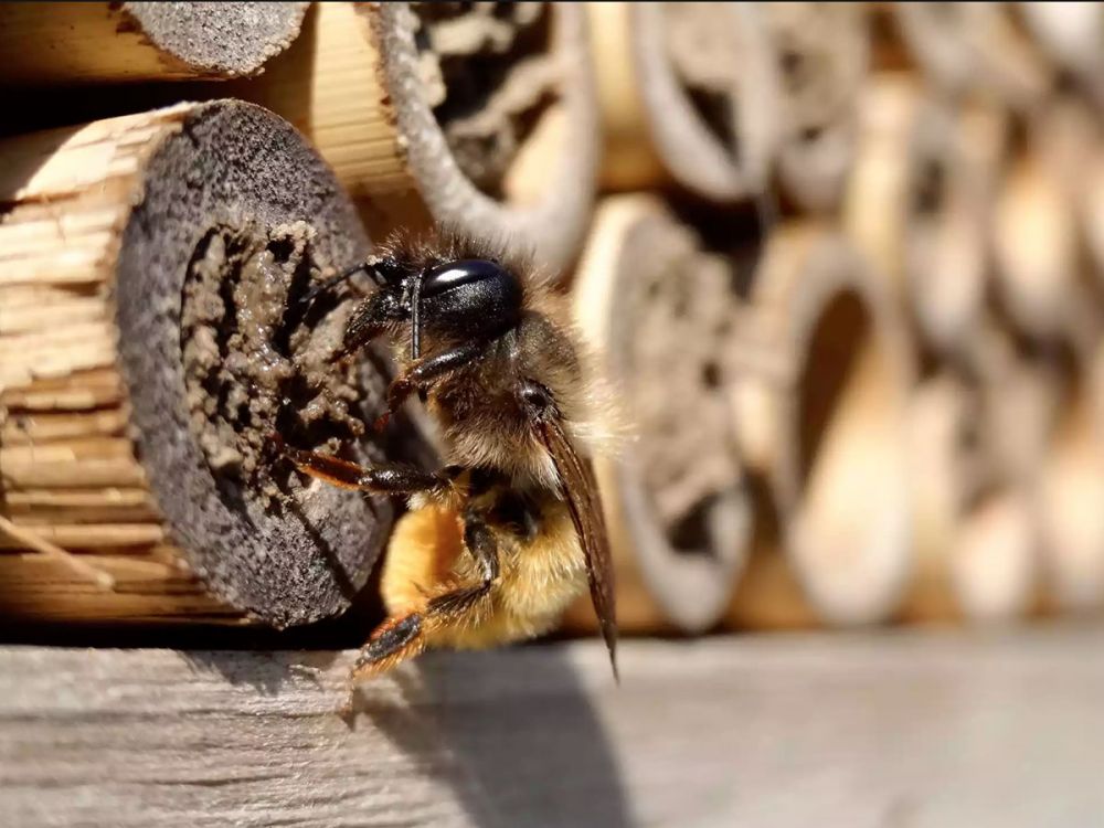 Bee on bee hotel