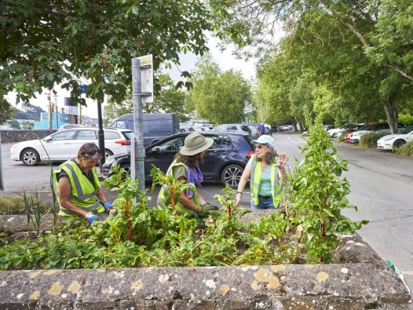 Rhubarb and other plants growing in a small area of a car park