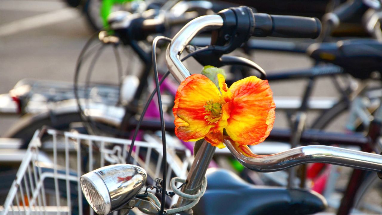 A close up of a bike's handlebars with a n orange flower attached to them
