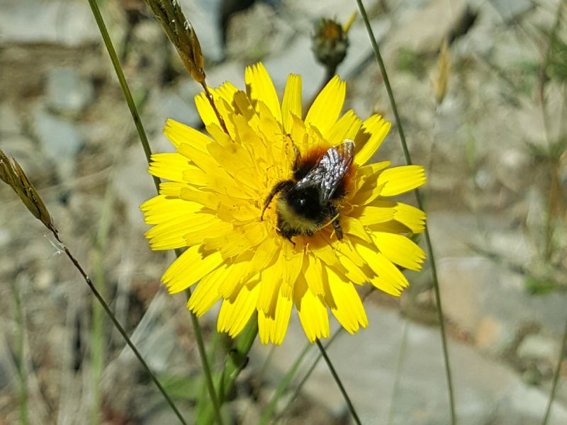 Bilberry bumblebee - Bombus monticola (male) - on a yellow flower.