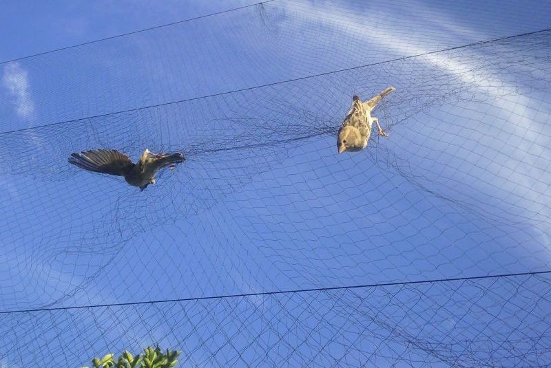 Birds trapped in nets