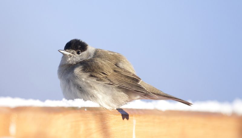Blackcap sitting on snowy fence