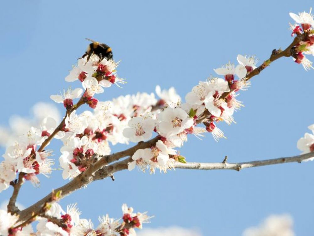 Blossom and bees