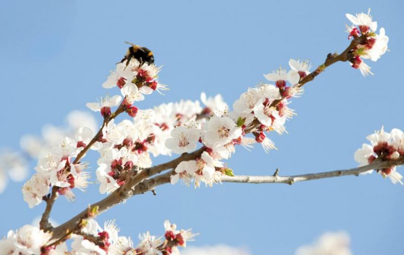 Blossom and bees