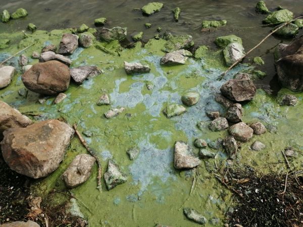 Very disguising build up of green-algae in water. Looks toxic and dirty.
