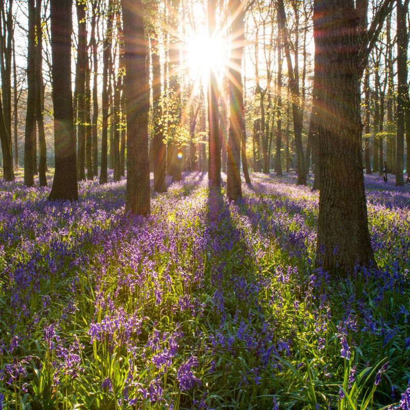 Bluebell wood and setting sun