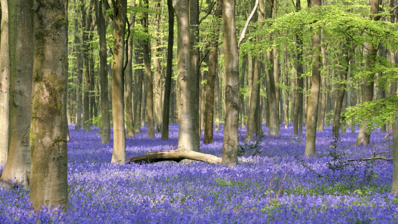Bluebell wood