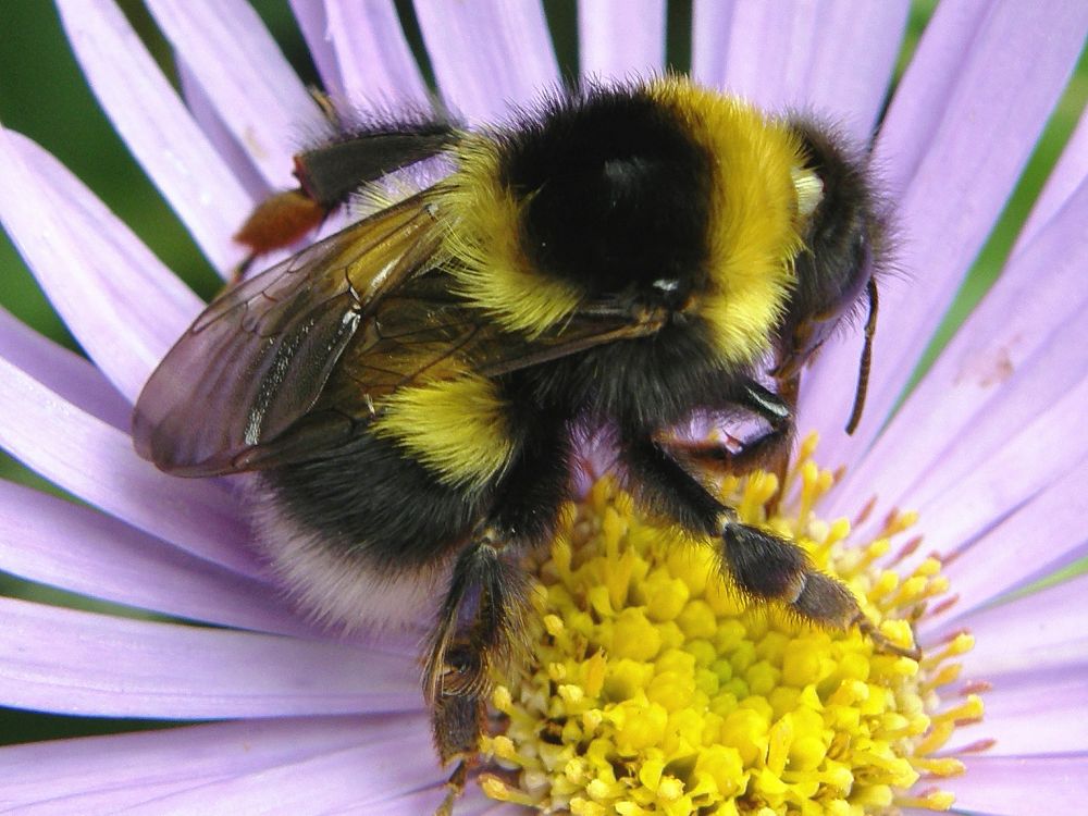 photo of garden bumblebee, Bombus hortorum