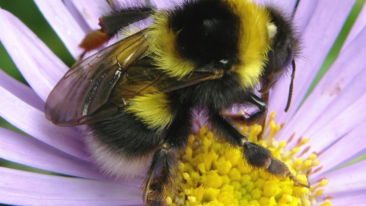 photo of garden bumblebee, Bombus hortorum
