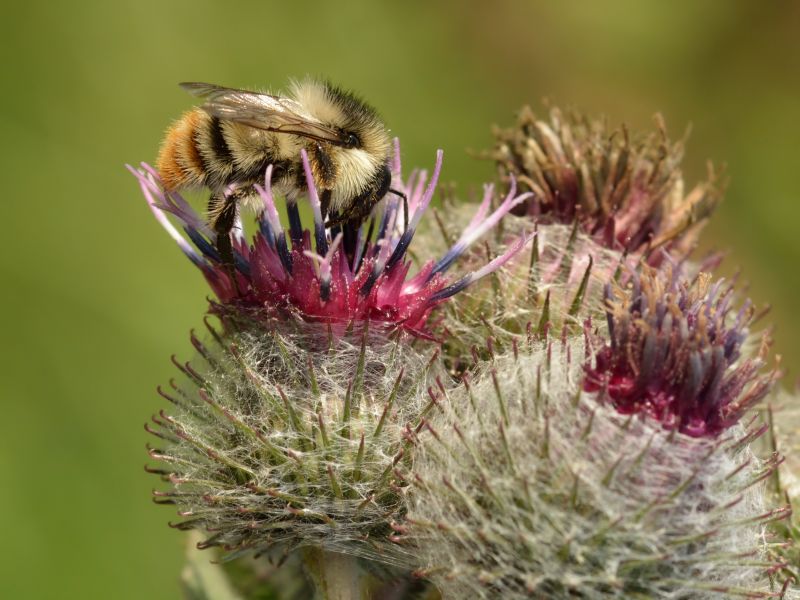 Shrill carder bee feeding on flower