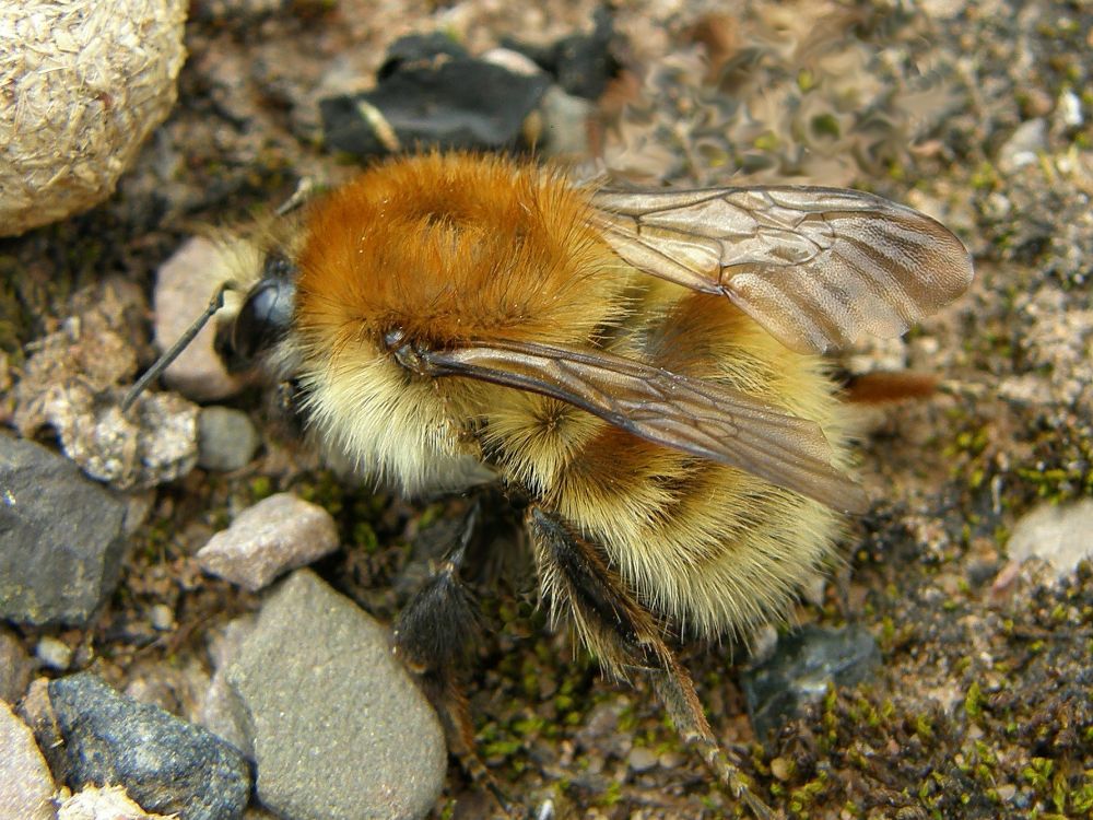 Brown-banded carder bee (Bombus humilis)