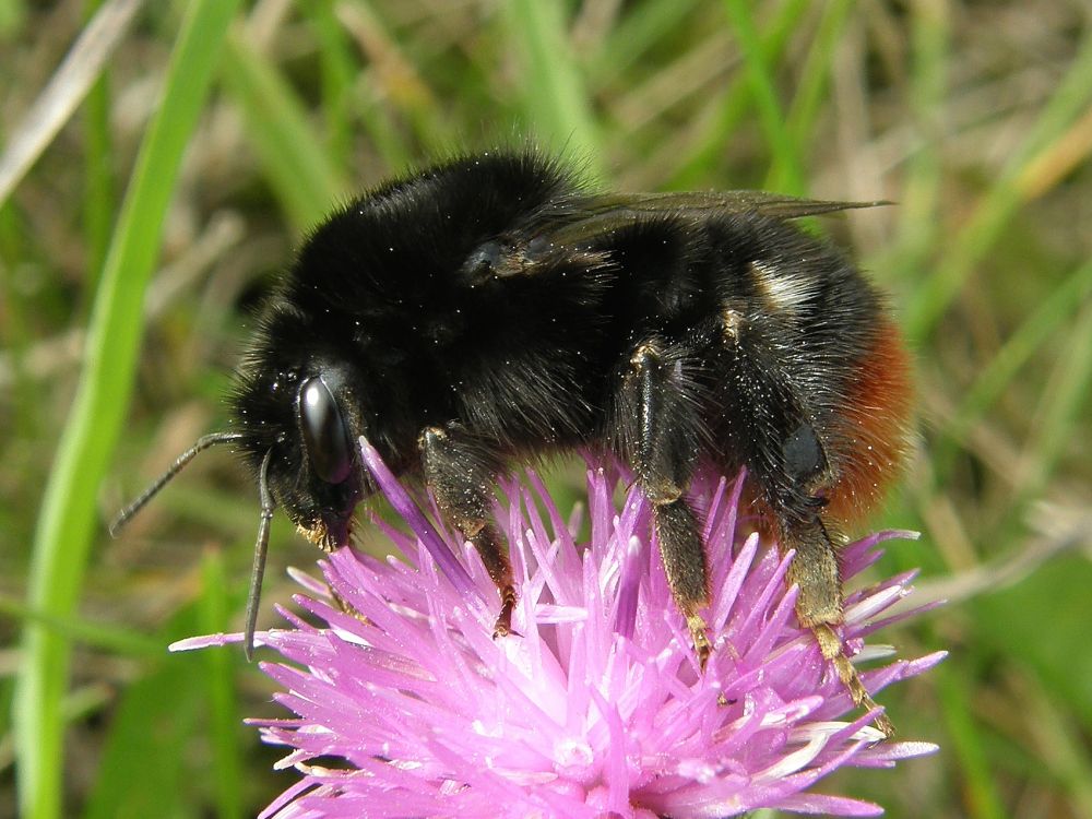 Red-tailed bumblebee (Bombus lapidarius)