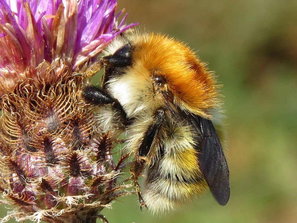 Moss carder bee (Bombus muscorum)