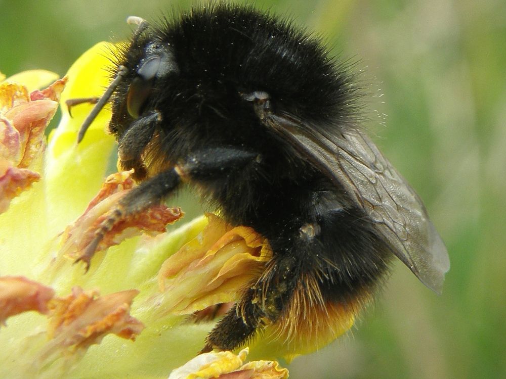 Red-shanked carder bee (Bombus ruderarius)